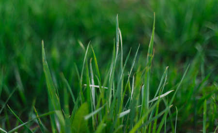 Green fresh and juicy grass close-up. Summer background. Grass growth in spring. The texture of greenery.の写真素材