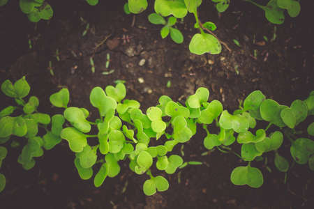 Fresh seedlings growing from the soil in a line. The plants are young radishes and have oval bright green leaves. The soil is dark black.Beds in the greenhouse.の写真素材