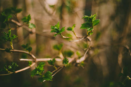 Green leaves bloom on a branch. Spring time of the year. Beautiful background blur. Sunlight falls on the leaves.の写真素材