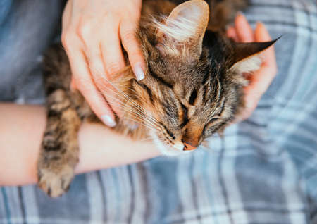 Women's hands hold a fluffy cat. The owner strokes the cat. Care and maintenance of pets.