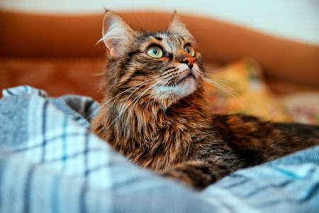 The fluffy cat looks away and lies on a soft blanket. Big green eyes and a long mustache. A pet.