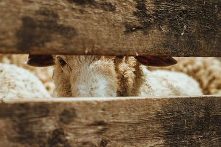 Farming, sheep breeding. The ram looks through the wooden fence. Close-up of the eyes.の写真素材