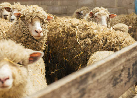 A group of sheep is standing in a barn. Farming, sheep breeding. A flock of sheep stand close together.の写真素材