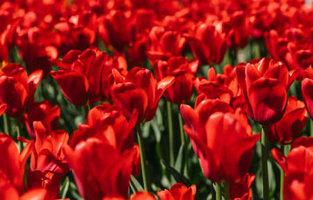 Glade of red tulips. Flowers in the park on a flower bed. Bright sunny day. Natural background and texture.の写真素材