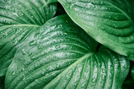 Background of green leaves of a lily flower. The texture of wet leaves in the rain. Juicy bright...