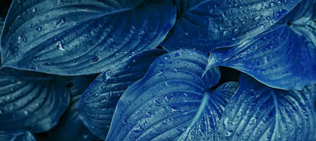 Background of blue lily flower leaves. The texture of wet leaves in the rain. Juicy bright foliage....