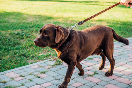 A brown Labrador in full growth in the park on a walk. The owner keeps the dog on a leash. Loyalty...