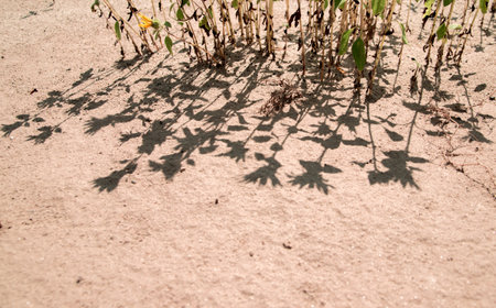 The shadow on the sand falls from the flowers. Creative background and texture. The concept of the beach and summer holidays.の写真素材