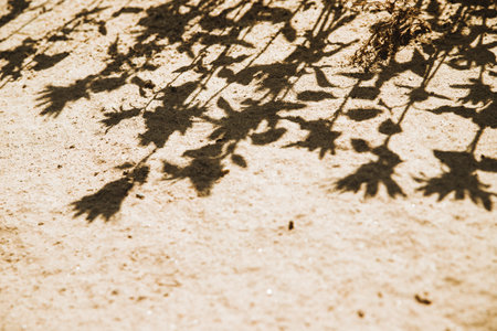 The shadow on the sand falls from the flowers. Creative background and texture. The concept of the...