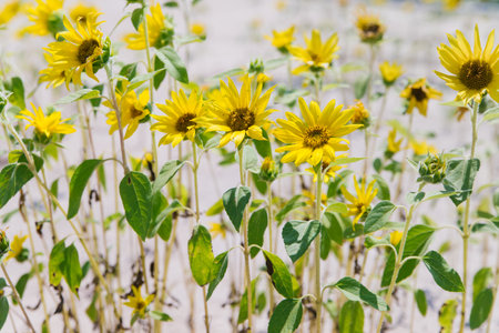 Small sunflower flowers grow on the sand. Bright sunlight. Background of yellow flowers.の写真素材