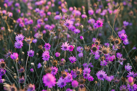 Beautiful flower field. Purple flowers grow in the meadow. Natural background and texture.の写真素材