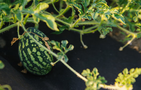 A small unripe watermelon in the garden on the bed. Striped green berry. Agriculture and horticulture.の写真素材