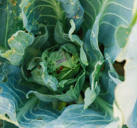Young cabbage in the garden. Pests eat the leaves. Insect damage in agriculture.