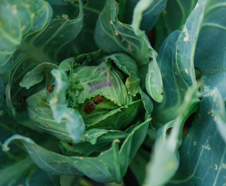 Young cabbage in the garden. Pests eat the leaves. Insect damage in agriculture.の写真素材