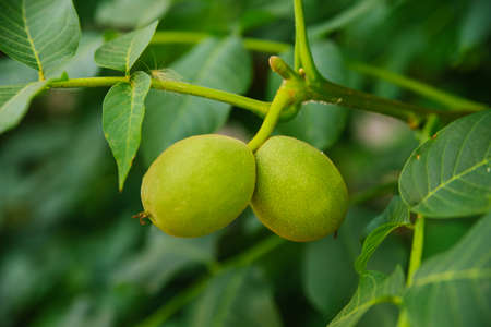 A green walnut is hanging on a branch. An unripe fruit of a nut. Gardening and gardening. Juicy...