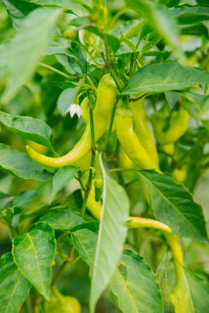 Close-up of a green bush of ripening pepper on a plantation or in the garden.Fresh green fruits of...