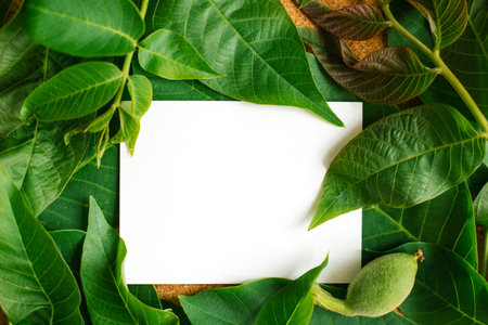 Green background and walnut leaf texture with mockup.Empty space for the text. The concept of nature and plants.の写真素材