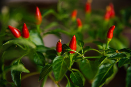 Hot red small pepper. Homemade houseplant. Ripe pepper on a branch with leaves.の写真素材