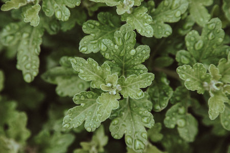 Green leaves close-up. There are drops of rain or dew on the leaves. Natural texture and background....