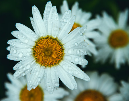 White daisies on a dark background. The flowers are covered with raindrops or dew. Beauty is in nature. Natural background and texture.の写真素材