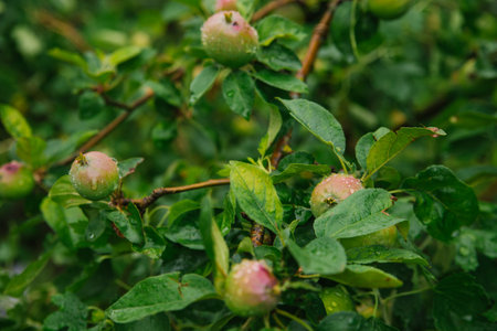 Green apples on a branch in the rain. The leaves and fruits are covered with raindrops. Gardening and agriculture. Natural background and texture.の写真素材