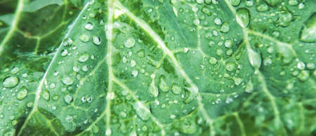 Background of green cabbage leaves. The texture of wet leaves in the rain. Juicy bright foliage...