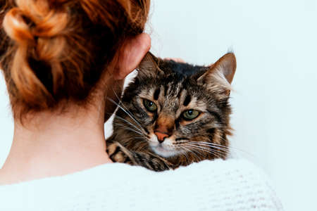 A tabby cat sits on a shoulder on a white background. The girl's back is turned, and the cat is peeking over her shoulder. Gray striped coat. Taking care of a pet.の写真素材