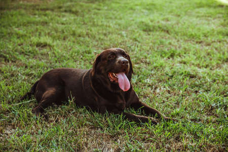 A brown Labrador is lying on the green grass. Summer walk in the park. Loyalty and loyalty. A thoroughbred, beautiful dog. A pet.の写真素材