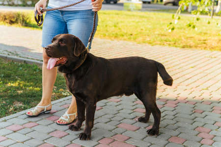 A young woman walks in a public park with a dog. A brown Labrador is walking on a leash next to its owner. Summer walk. Dog training.の写真素材