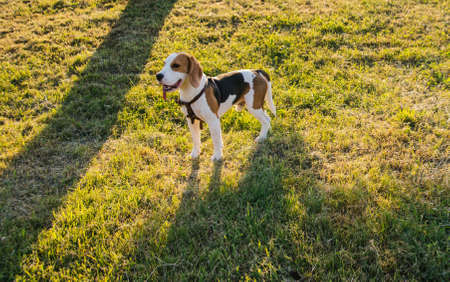 A small beagle dog walks in a public park. Cute puppy on the green grass. Spotted color and short...