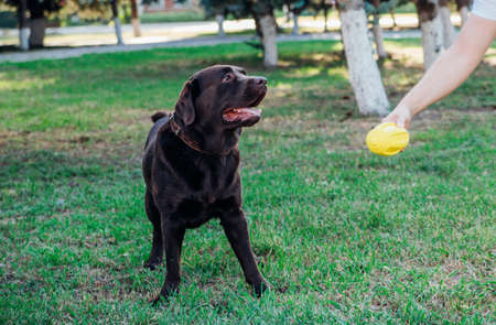 An adult brown Labrador runs in a public park. The owner gives the dog a yellow rubber ball. A pet.の写真素材