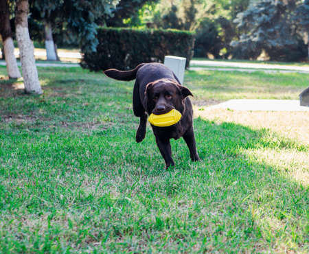 An adult brown Labrador runs in a public park. The dog is playing with a yellow rubber ball, jumping and having fun. A pet.の写真素材