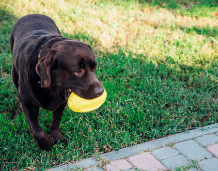 An adult brown Labrador runs in a public park. The dog is playing with a yellow rubber ball, jumping and having fun. A pet.の写真素材