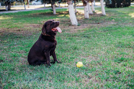An adult brown Labrador runs in a public park. The dog is playing with a yellow rubber ball, jumping and having fun. A pet.の写真素材