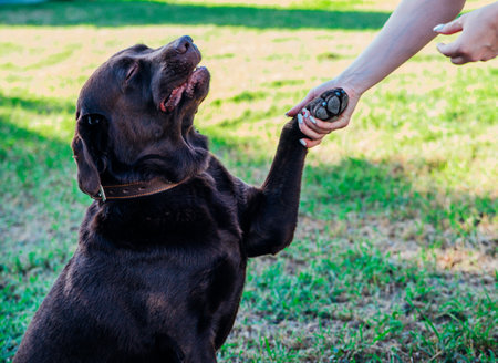 A young woman walks in a public park with a dog. A brown Labrador gives a paw to the owner.Summer walk. Dog training.の写真素材
