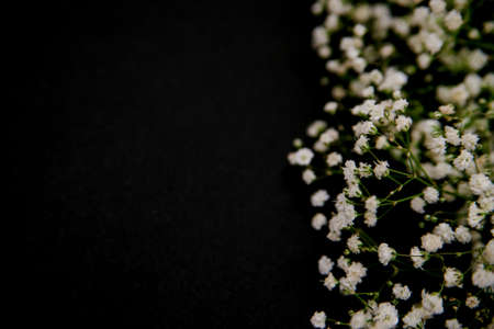 A romantic composition of flowers. White gypsophila flowers on a black background.Valentine's Day, Easter, Birthday, Happy Women's Day, Mother's Day.Top view.の写真素材