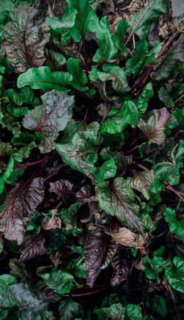 Background of green beet leaves with red stems. Spotted leaves close-up. Natural texture. Purple...