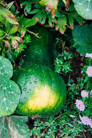 A green elongated pumpkin is lying on the ground. The ripening of the crop. Preparation for the Halloween holiday. A healthy and delicious product.の写真素材