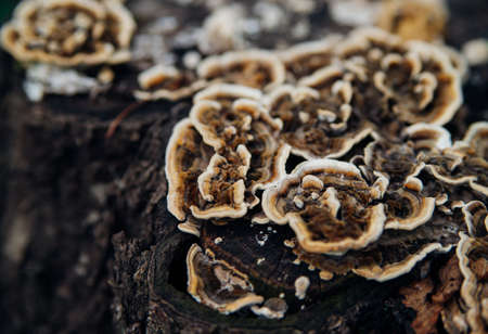 Beautiful natural background. Striped wavy mushroom on a stump. Velvety texture. Old wood and bark.の写真素材
