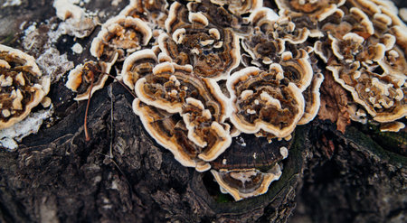 Beautiful natural background. Striped wavy mushroom on a stump. Velvety texture. Old wood and bark.の写真素材