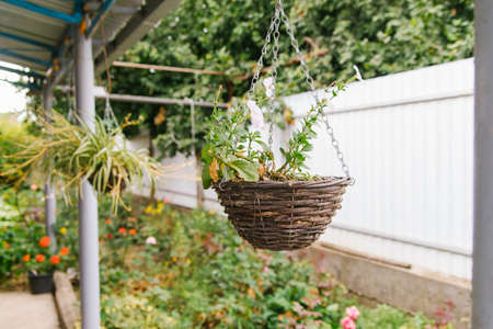 In the courtyard of the house there is a flower pot with a plant. White flowers hang from the pot. The decor of the garden and the suburban area. A wicker basket made of twigs.の写真素材
