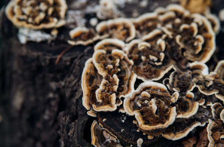 Beautiful natural background. Striped wavy mushroom on a stump. Velvety texture. Old wood and bark.の写真素材