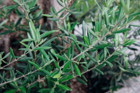 Small shoots of an olive tree. New green branches. Thin long leaves. A tree in a public park.