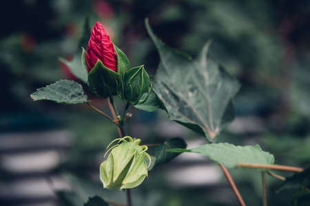 Bright pink tropical hibiscus flower, not opened bud, green leaves on a natural background. Decorative flower in the home garden.の写真素材