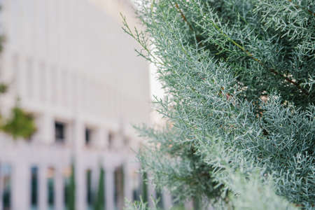 Cupressus arizonica is an evergreen coniferous plant of the Cupressaceae family. Silver-white leaves close-up on the background of a public park. Natural texture and background.の写真素材