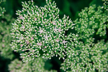 A green flowering bush of the Sedum telephum plant. Garden and landscape decoration. White lush flowers close-up.の写真素材