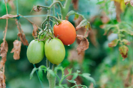 Green and red tomatoes are hanging on a branch. Beds in the garden and greenhouse.Agriculture and farming.の写真素材