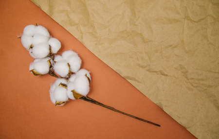 A branch with white fluffy cotton flowers lies on a beige crumpled background.Natural organic fiber, agriculture, cotton seeds, raw materials for fabric production.の写真素材