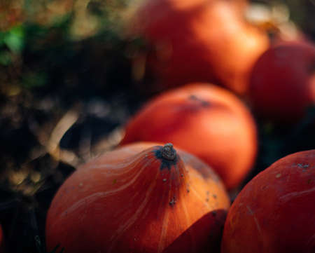 Ripe pumpkins are lying on the ground in the garden. Autumn harvest. Preparing for the celebration of Halloween. Round orange vegetable.の写真素材
