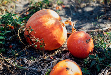 Ripe pumpkins are lying on the ground in the garden. Autumn harvest. Preparing for the celebration of Halloween. Round orange vegetable.の写真素材